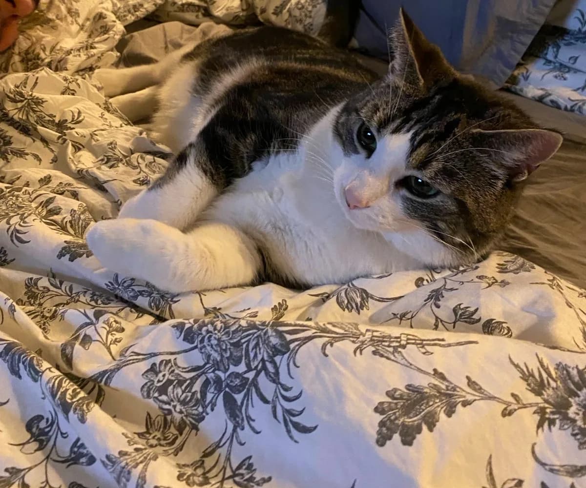 A calm, settled cat resting comfortably at home.