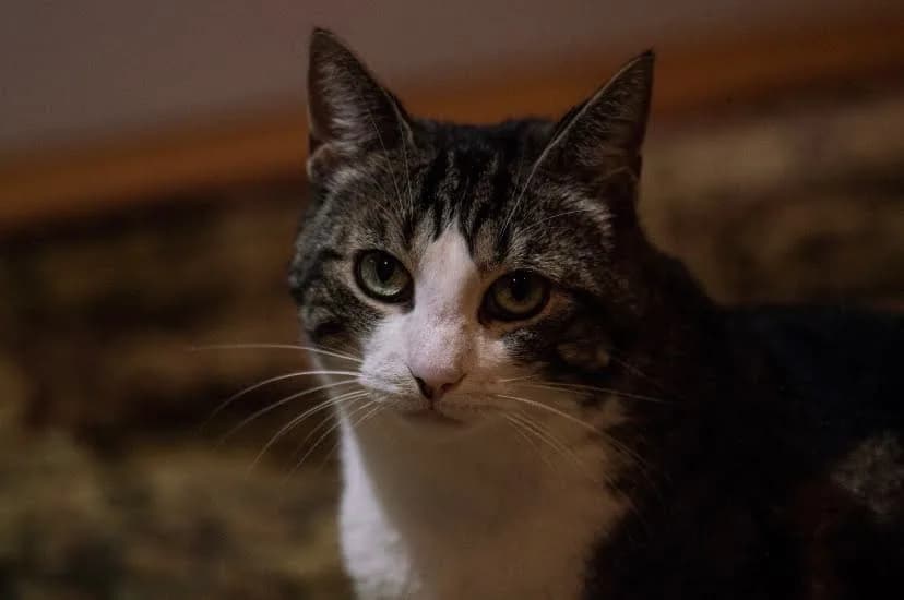 A tabby and white cat looking calmly toward the camera.