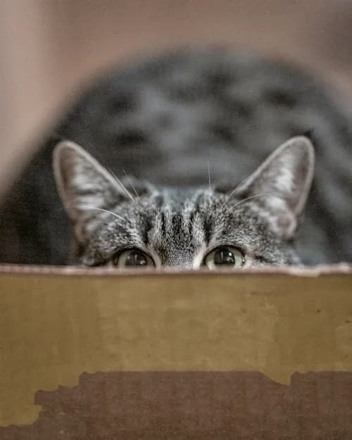 A grey tabby cat peeking over the edge of a cardboard box.
