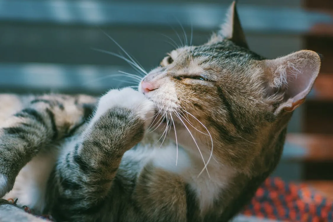 A tabby cat licking its paw while resting.