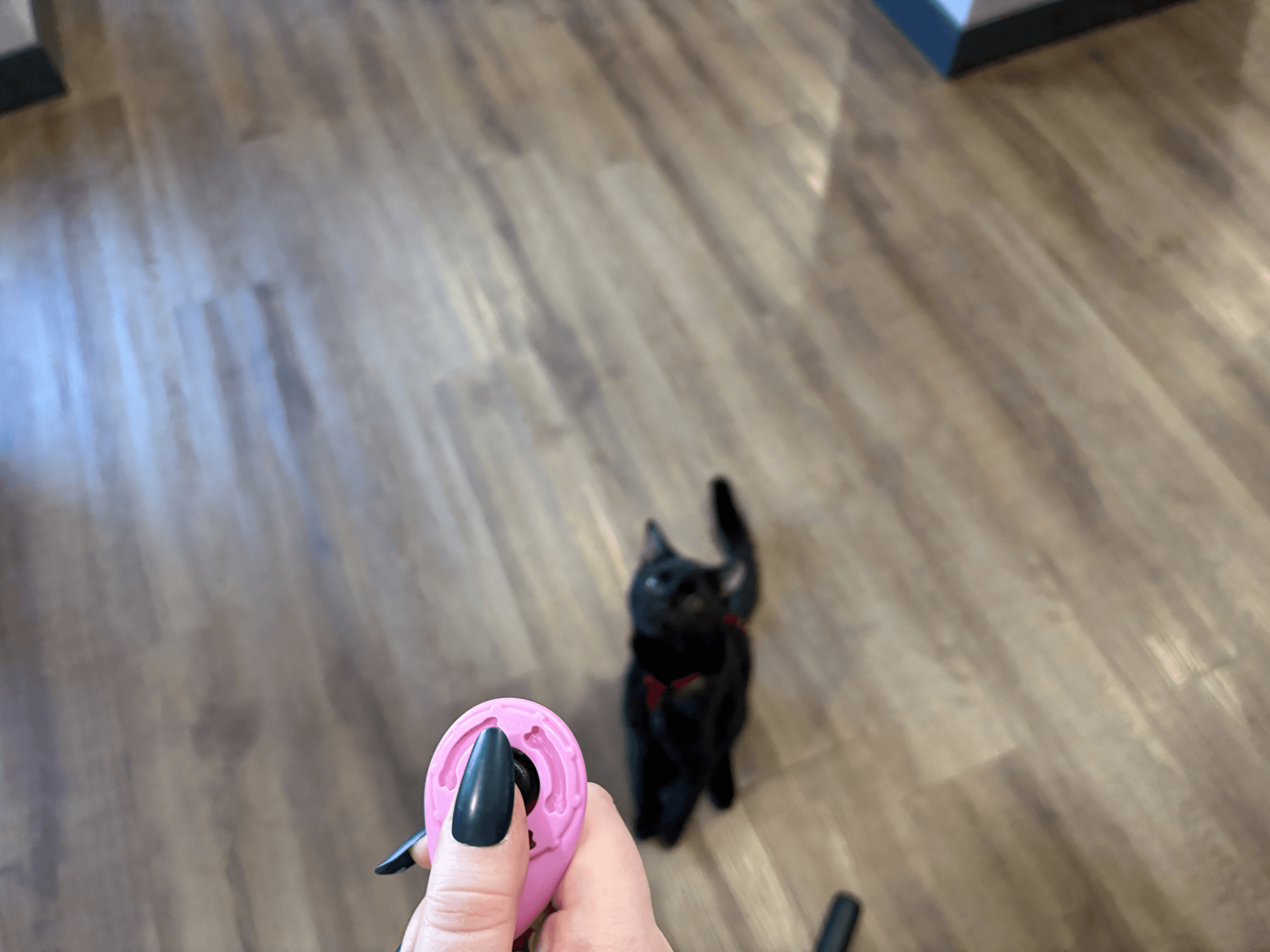 A black cat approaching a hand holding a wand toy on a wooden floor.