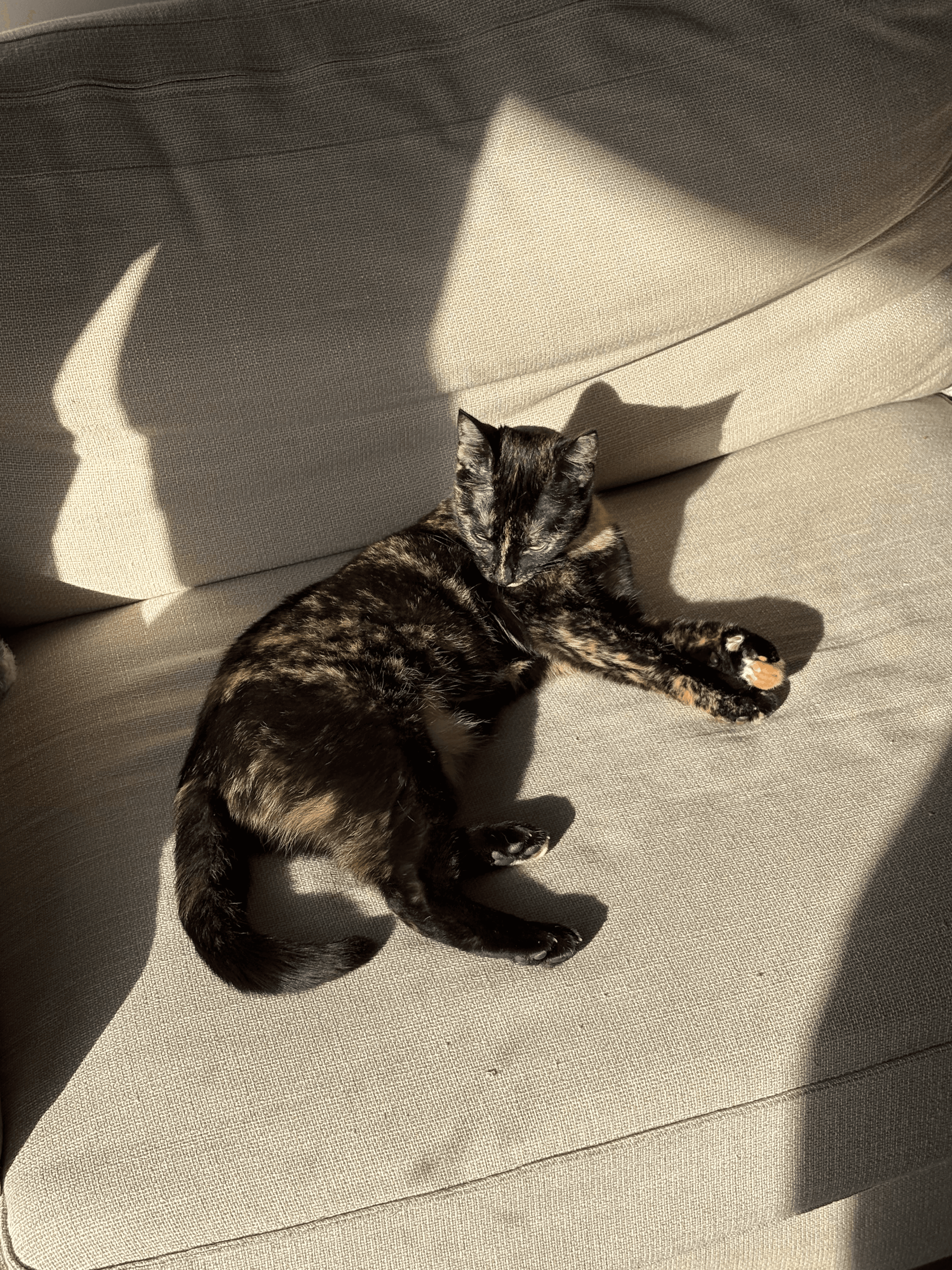 A tabby cat lying on a couch while looking toward a nearby toy.