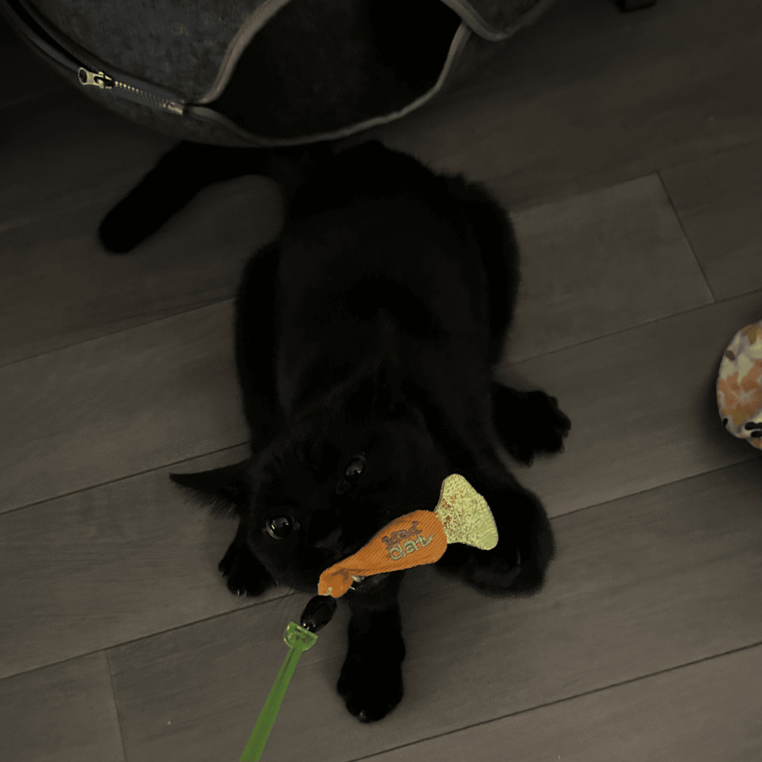 A black cat lying on the floor playing with a toy.