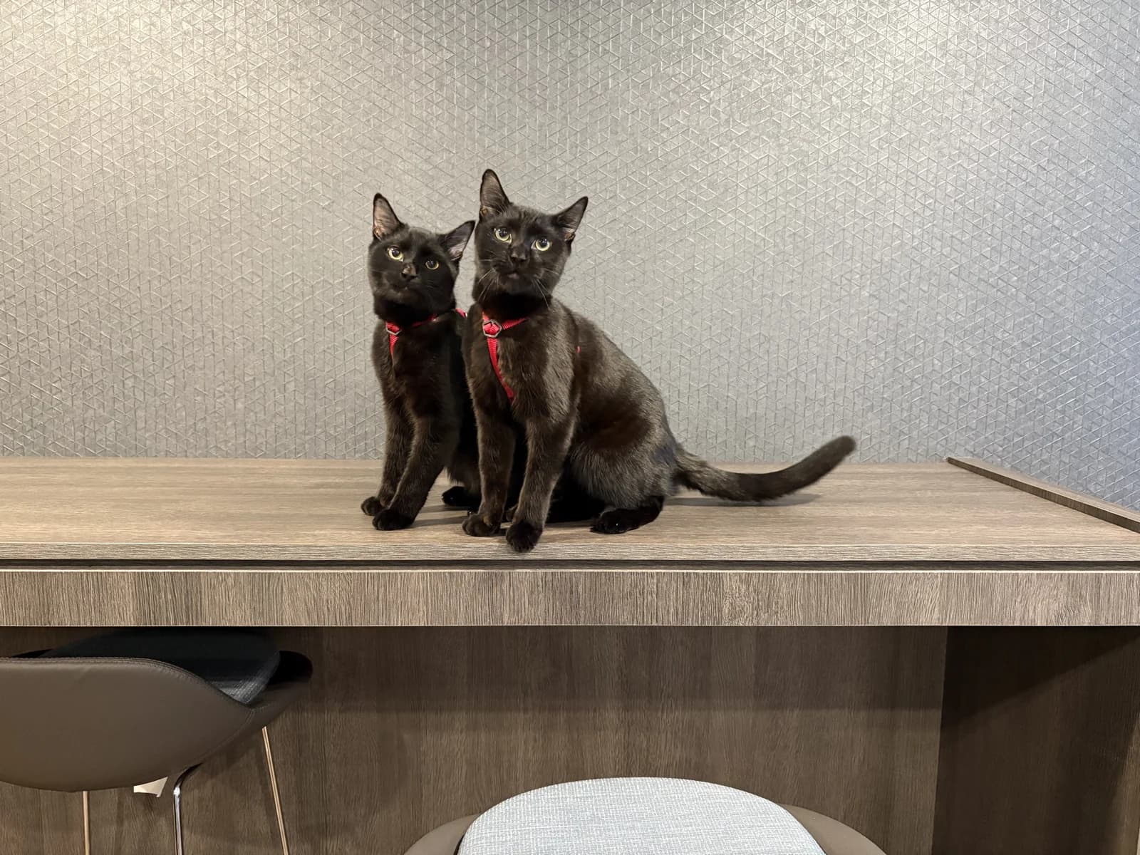 Two black cats sitting together against a textured wall.