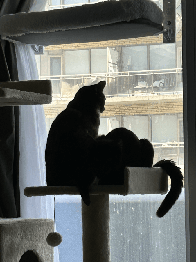 Two cats sitting together on a cat tree by a window.