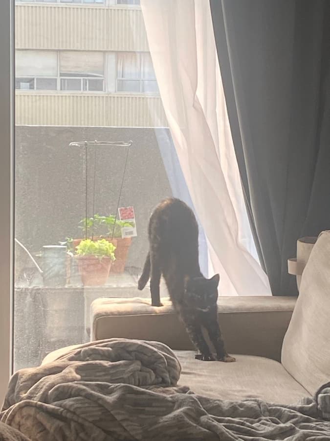 A cat standing near a curtain in soft light.