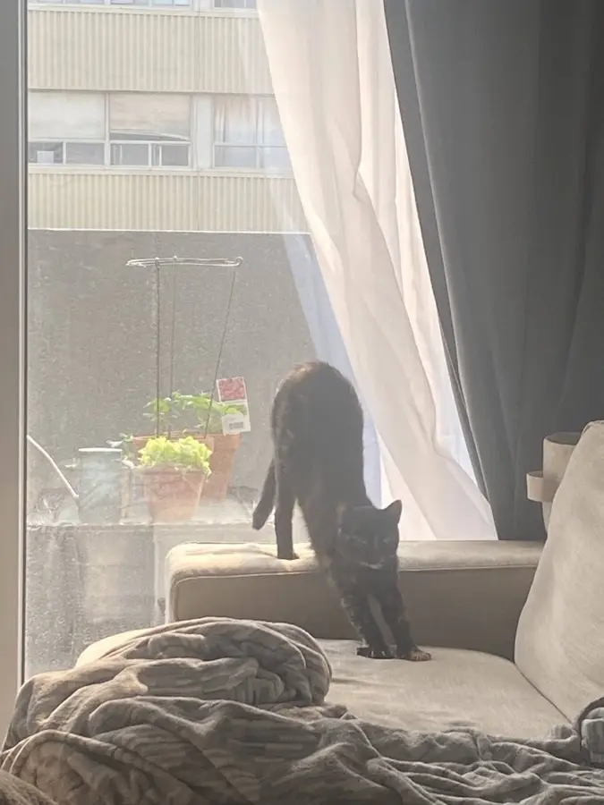 A tabby cat outside beside leafy greenery.