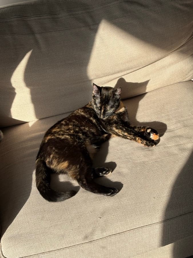 A tortoiseshell cat lounging in warm sunlight.