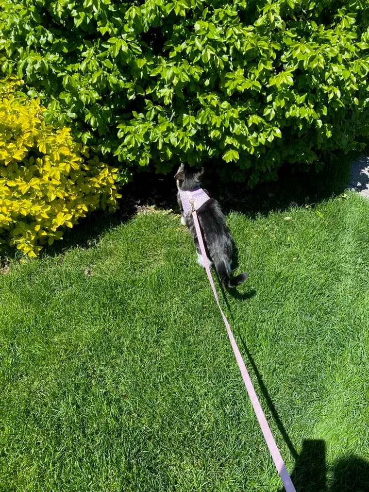 A leash-trained cat exploring a green backyard