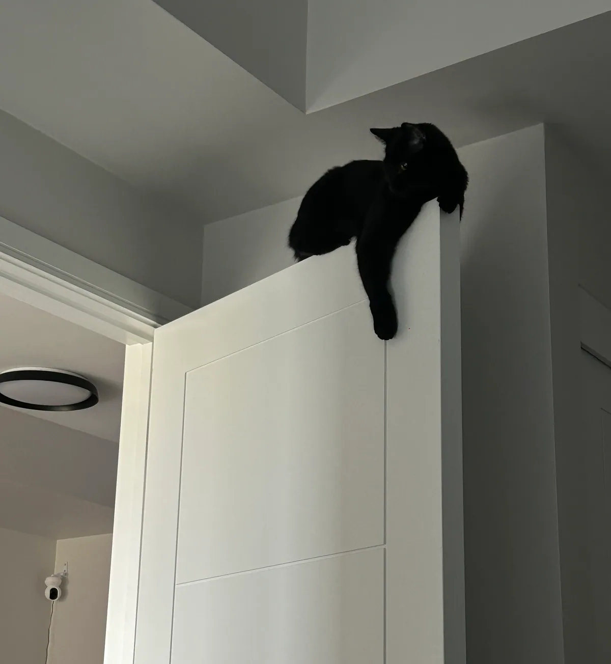 A cat perched high on a cabinet, surveying its territory