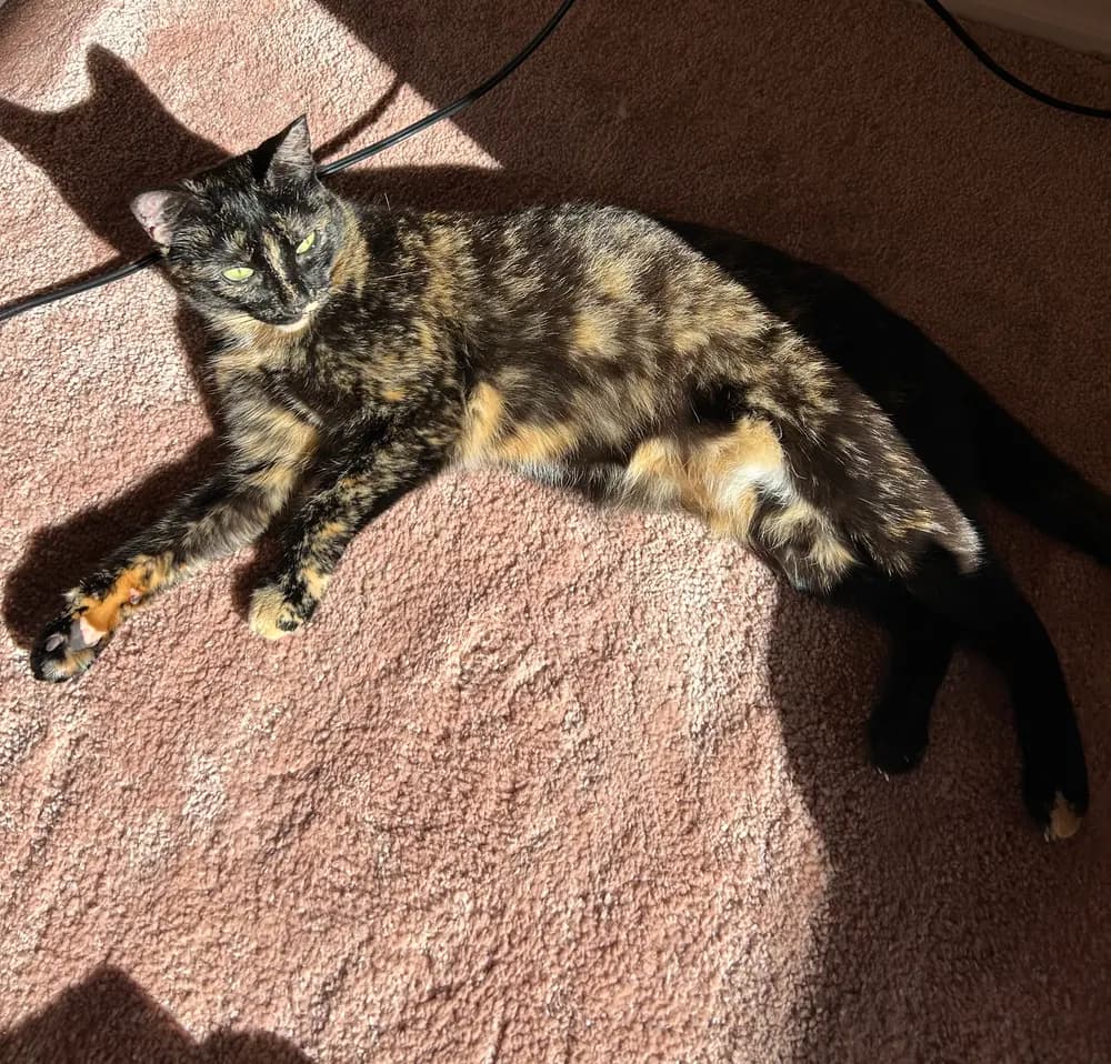 A tortoiseshell cat stretched out and relaxed in a warm sunbeam